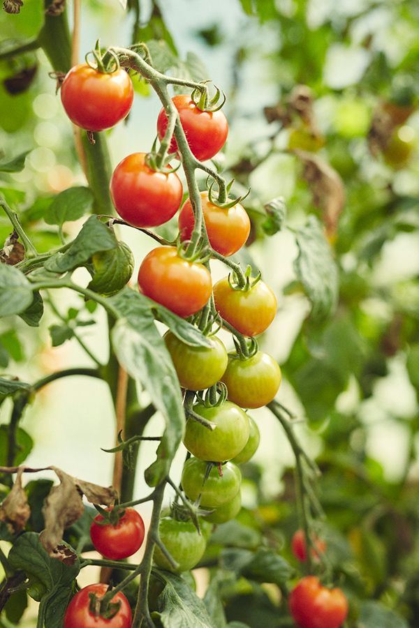 Tomaten